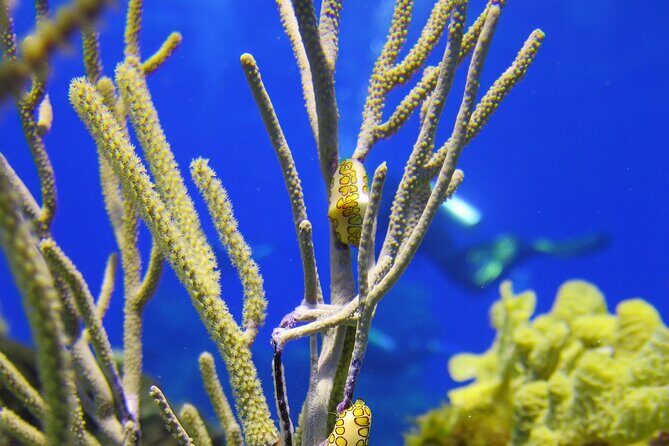 PADI Discover Scuba Diving Program in the Riviera Maya - The Itinerary in Detail