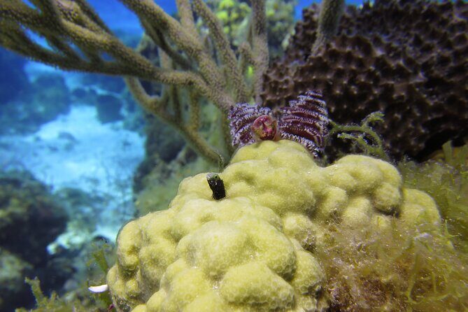 PADI Discover Scuba Diving Program in the Riviera Maya - The Reviews: What Others Say