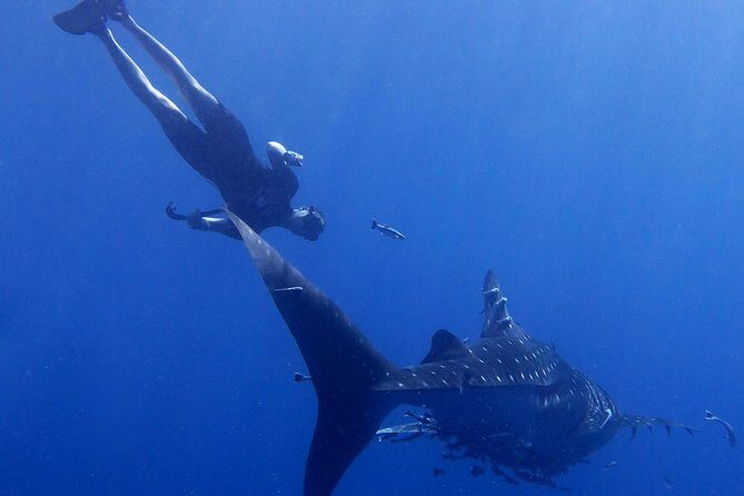 Padi Freediver, learn how to freedive and get your first license (at Koh Chang) - FAQs
