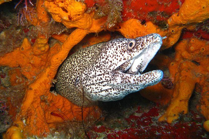 PADI Open Water Course in Costa Adeje - Authentic Experiences and Review Insights