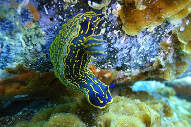 PADI Open Water Course in Costa Adeje - Who Is This Course Perfect For?