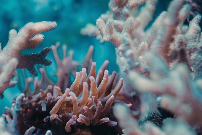 PADI Open Water Diver Course | For beginners - Who Should Consider This Course?