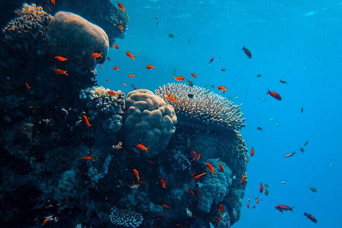 PADI Open Water Diver Course | For beginners - FAQ