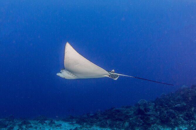 PADI Open Water Diver Course in the Riviera Maya - The Value Proposition