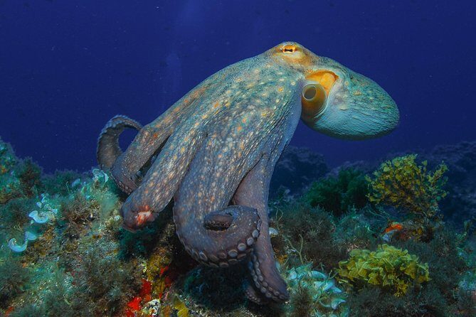 PADI Open Water Diver Course (OWD) - 2 days - Key Points