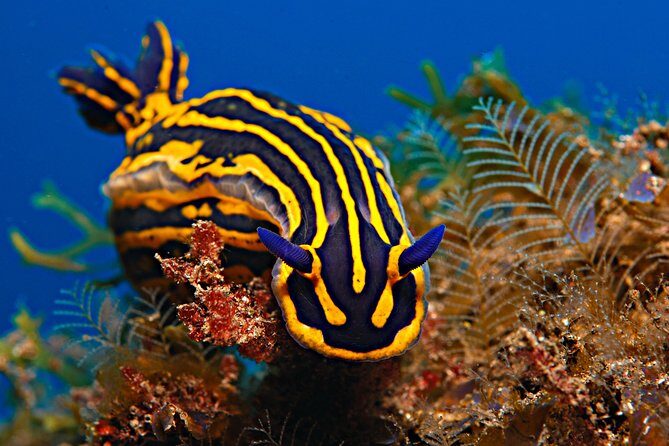 PADI Open Water Diver Course (OWD) - 2 days - FAQ