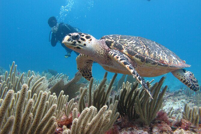 PADI Open Water Diving Certification Course Activity - Exploring the Course in Detail
