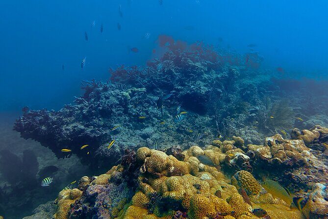 PADI Refresher Course - FAQs