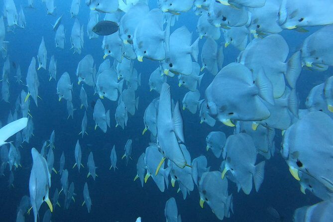 PADI Scuba Diver Course in Koh Phangan - Key Points