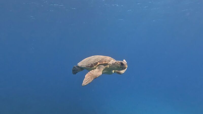 PADI Scuba Diving Program for Beginners in Peloponesse - FAQ