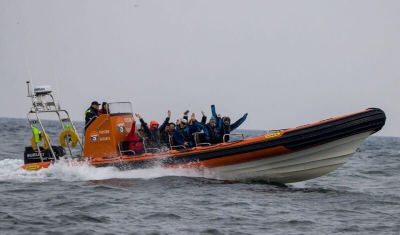 Padstow: Guided RIB Sealife Safari - An In-Depth Look at the Sealife Safari Experience