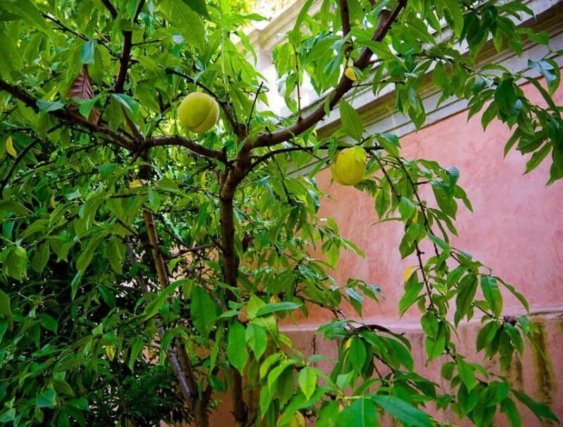 Padua Botanical Garden: Sacred Architecture and Plant Intelligence - Key Points