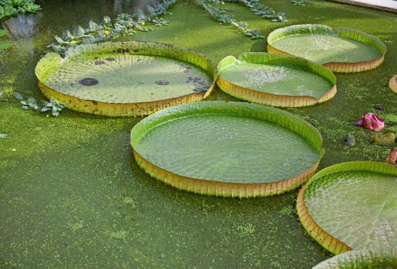 Padua Botanical Garden: Sacred Architecture and Plant Intelligence - The Experience: An In-Depth Look