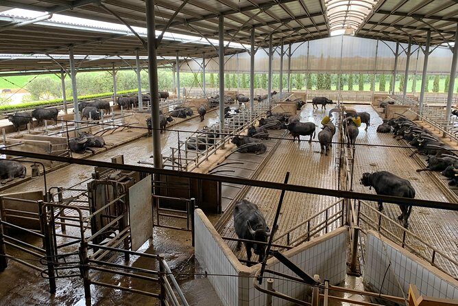 PAESTUM and POMPEI - Final Thoughts: Is This Tour Right for You?