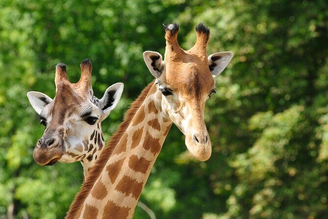 Pafos Zoo Visit & Blue Lagoon Cruise with Local Guide Limassol - A Closer Look at the Itinerary