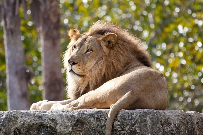 Pafos Zoo Visit & Blue Lagoon Cruise with Local Guide Limassol - Who Would Love This Experience?