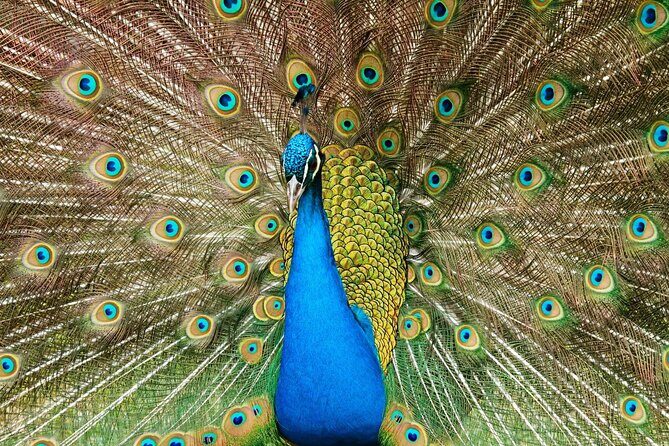 Pafos Zoo Visit & Blue Lagoon Cruise with Local Guide Limassol - FAQ