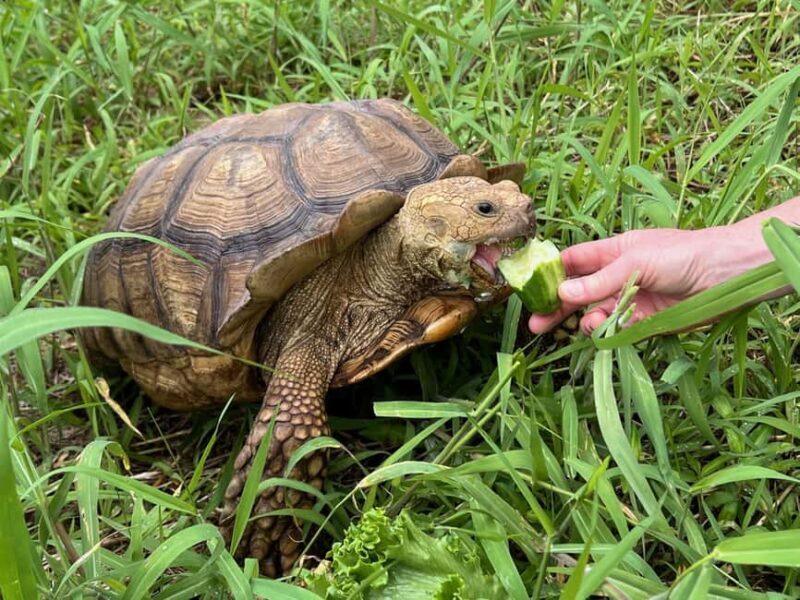 Pahoa: Ranch Tour with Animal Feedings and Interactions - Who Will Love This Experience?