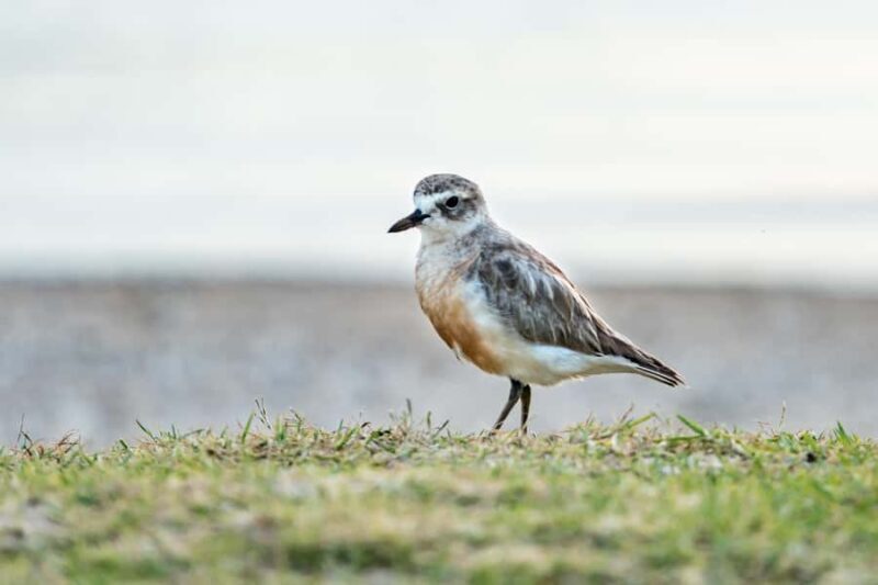 Paihia: Bay of Islands Dolphin Eco Cruise & Island Stopover - What Travelers Say