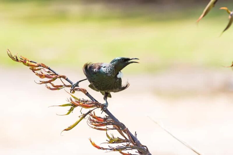 Paihia: Bay of Islands Dolphin Eco Cruise & Island Stopover - The Role of Weather and Wildlife