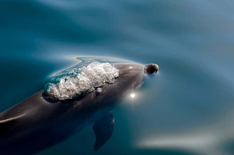 Paihia/Russell: Hole in the Rock, Dolphins & Island Cruise - Key Points