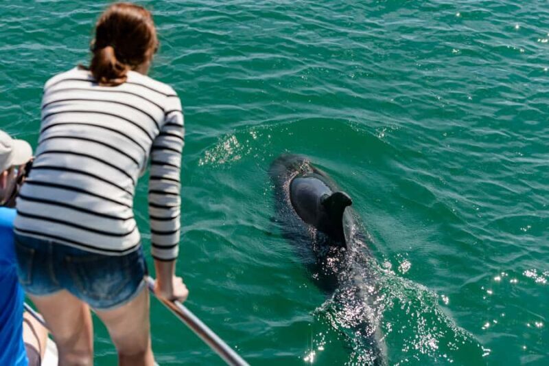 Paihia/Russell: Hole in the Rock, Dolphins & Island Cruise - Who Will Love This Tour?