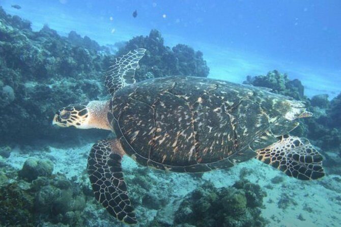 Palancar, Columbia and El Cielo Cozumel Snorkeling Tour - A Practical Overview of the Tour