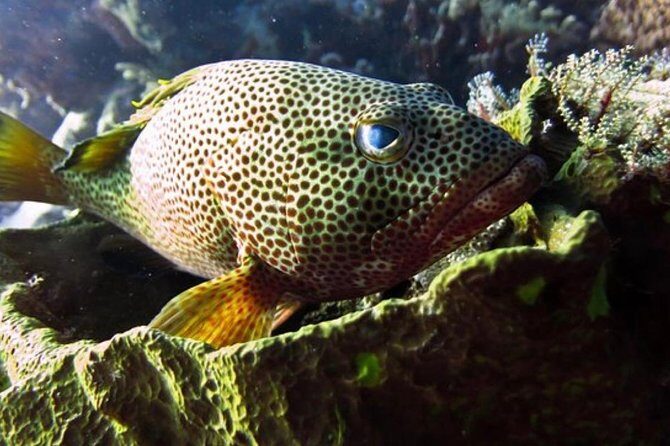 Palancar, Columbia and El Cielo Cozumel Snorkeling Tour - Final Thoughts