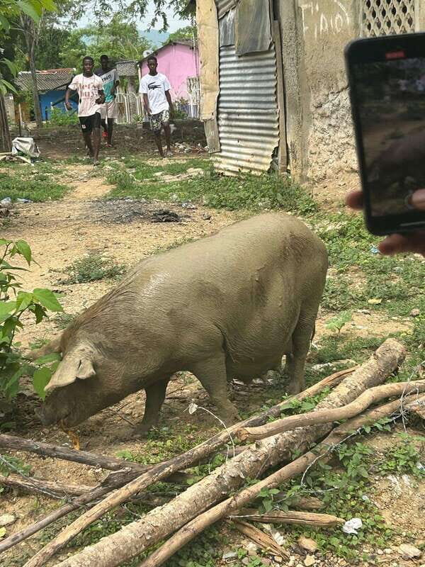 Palenque: Eco-Tour on Horseback with Lunch - The Sum Up