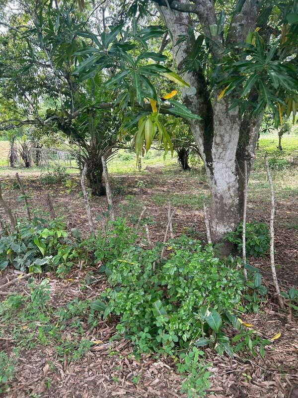 Palenque: Eco-Tour on Horseback with Lunch - FAQ