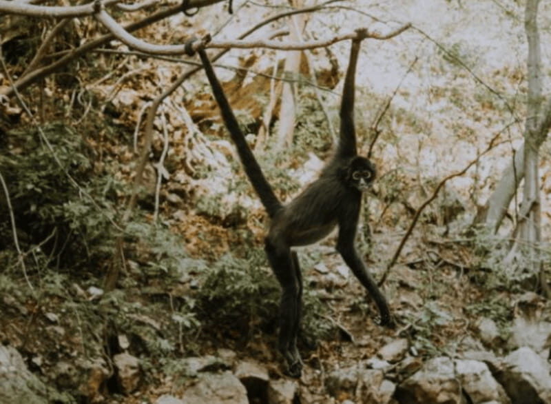 Palenque: Lacandona Jungle Path - Ecotourism Adventure - Who Will Love This Tour?