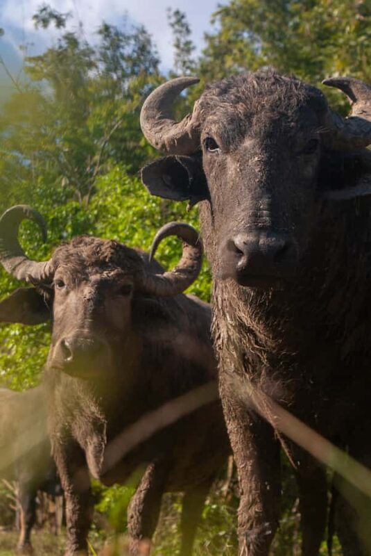 Palenque: waterfalls, buffalo, & birdwatching, a soulful immersion - The Food, Music, and Cultural Touches