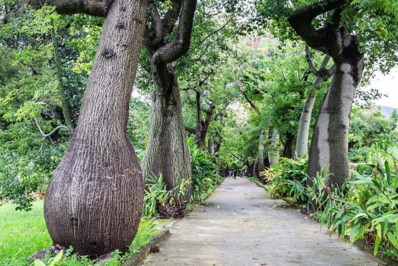 Palermo: Botanical Garden Entry Ticket and Palermo Audio App - Discovering the Palermo Botanical Gardens: An Extensive Look