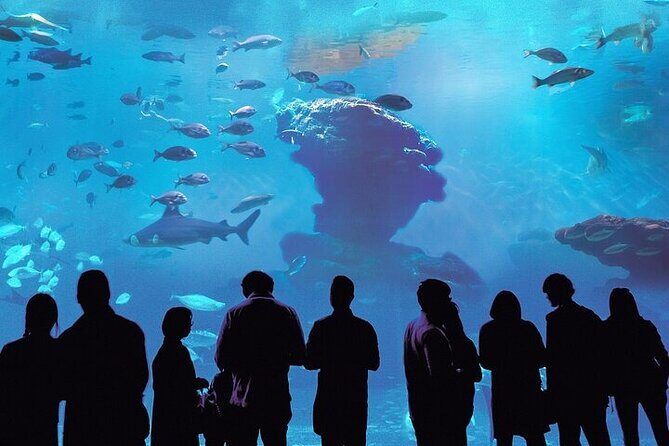Palma Acquarium with Transfer - What Is Palma Aquarium With Transfer?