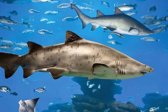 Palma Acquarium with Transfer - Who Is This Tour Best For?