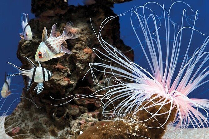 Palma Acquarium with Transfer - Authentic Experiences and Insider Tips From Reviews
