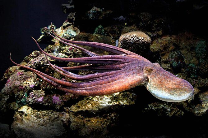 Palma Acquarium with Transfer - Summing It All Up: Who Should Book This Tour?