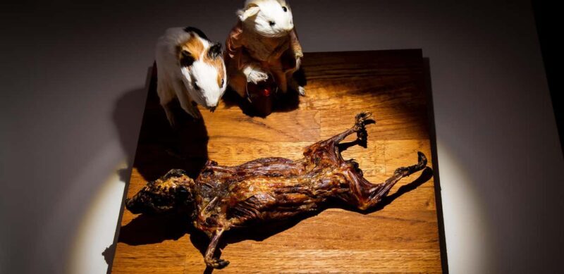 Palma de Mallorca: Disgusting Food Museum Entry Ticket - Exploring the Disgusting Food Museum in Palma de Mallorca