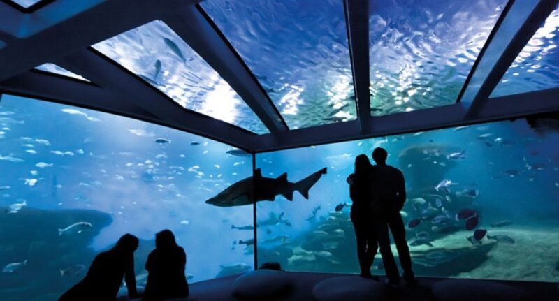 Palma de Mallorca: Shark Dive at Palma Aquarium - The Experience Beyond the Water