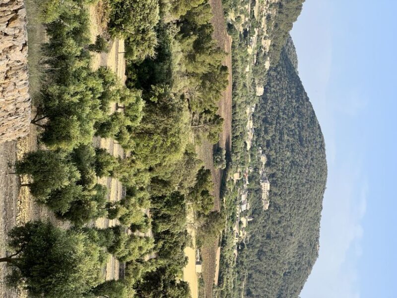 Palma: Orange Farm, Olive Mill, & Winery Tour with Tastings - Key Points