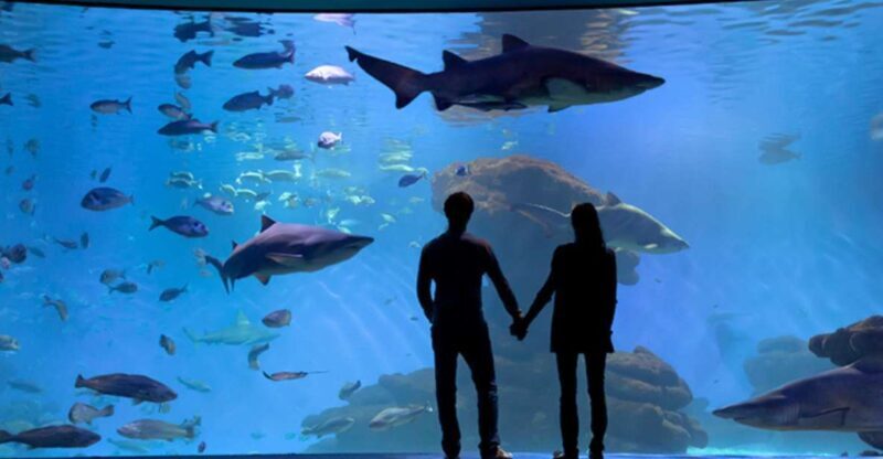 Palma: Palma Aquarium Ticket with Transfer Service - Who Is This Tour Best For?