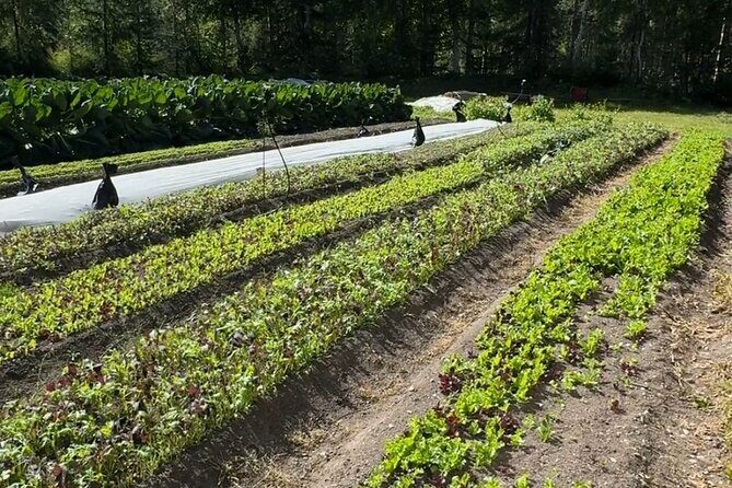 Palmer Farm Tour - The Sum Up: Who Is This Tour Best For?