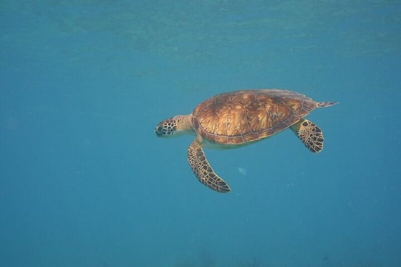 Panama City Beach: Beginners Scuba Diving Tour - FAQ