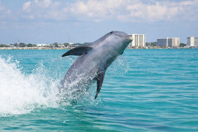 Panama City Beach Dolphin Cruise - Panama City Beach Dolphin Cruise Review