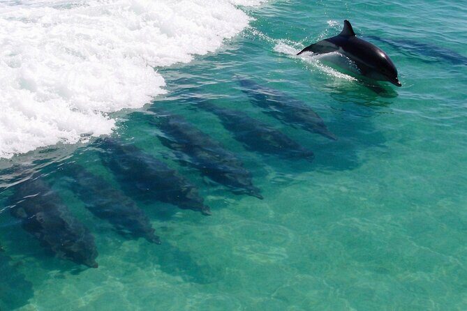 Panama City Beach Dolphin Cruise - Who Will Love This Tour?