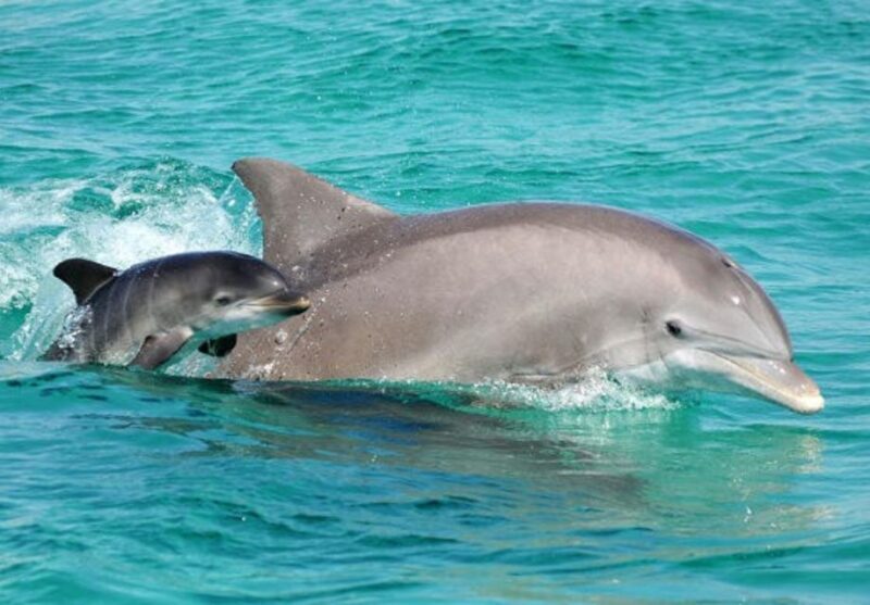 Panama City Beach: Dolphin Sightseeing Sail on the Footloose - A Detailed Look at the Dolphin Sightseeing Experience