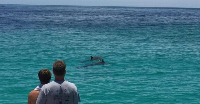 Panama City Beach: Dolphin Sightseeing Trip by Catamaran - Key Points