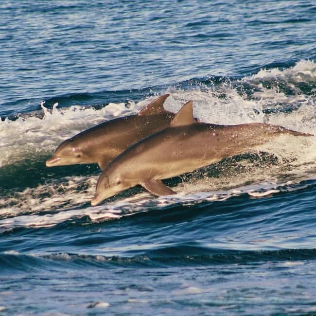Panama City Beach: Dolphin Watching and Snorkeling Tour - In-Depth Look at the Tour Experience