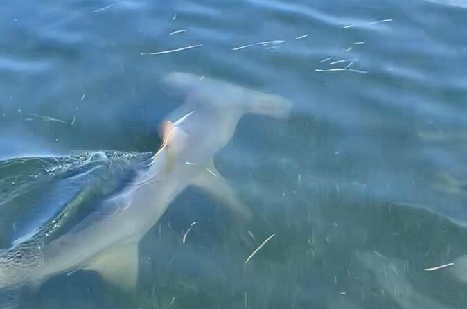 Panama City Beach Florida, Dolphin, Shell Island and Eco Tours - FAQ