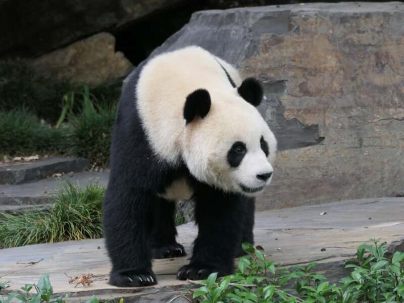 Panda & Friends Tour and a Day at Adelaide Zoo - Final Thoughts: Who Should Book This Tour?